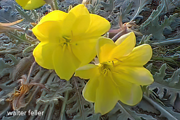 photo of Yellow Evening Primrose Oenothera flava